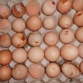 Sequestrate altre 35mila uova: destinate allo smaltimento erano invece in commercio