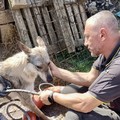 Cane cade in cisterna d’acqua, salvato da vigili del fuoco