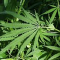 Altamura, coltivava piantine di marijuana in un capannone