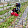 Biologico, grano duro e cibo: via libera ai distretti produttivi