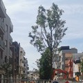 Messi a dimora nuovi alberi in via Manzoni, piazza Zanardelli e via Matera