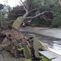 Albero caduto in piazza Stazione