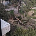 Albero e palo illuminazione caduti in piazza Stazione