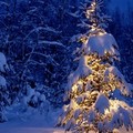 Natale, "No agli alberi usa e getta! "