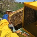 Stato di crisi per l'apicoltura