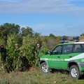 Scoperta piantagione di cannabis nel Parco dell'Alta Murgia