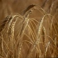 Giornata di studio “Semi mediterranei”