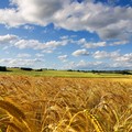 LiberiAgricoltori: crisi del grano, prezzi non trasparenti