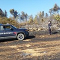 Parco Alta Murgia: diminuiti gli incendi boschivi