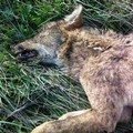 Una lupa uccisa a colpi di arma da fuoco