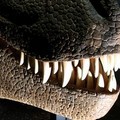  "Il ritorno dei dinosauri "