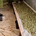 Traffico di droga nell'area murgiana, operazione della Guardia di finanza