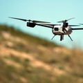 Drone: il maschio dell'ape