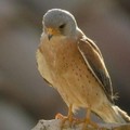 Progetto LIFE Un falco per amico: a Gravina in Puglia l'evento conclusivo