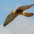 Parco Alta Murgia, parte il censimento annuale del falco grillaio