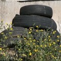 Raccolte 13 tonnellate di pneumatici abbandonati nel territorio di Altamura
