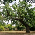 Atlante degli alberi monumentali: ad Altamura sono 8