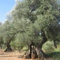 “Non saremo costretti ad abbattere le nostre piante”: gli olivicoltori pugliesi
