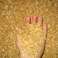 Importazioni di grano dall’estero