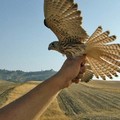 Falco grillaio, messi a disposizione 135 nidi artificiali