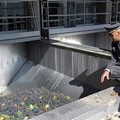 Olive di Puglia preziose come diamanti