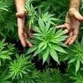 Sì alla cannabis per uso terapeutico