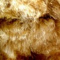 Ente Parco, conferimento gratuito lana sucida
