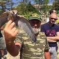 Liberati i falchi grillai salvati dalla Lipu.
