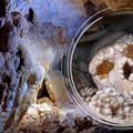Grotta di Lamalunga e Uomo di Altamura, importante convegno di studi