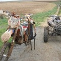 Pasquetta, controlli nel Parco dell'Alta Murgia