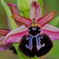 Le orchidee ed i loro “inganni amorosi”