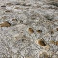 Visite guidate della Soprintendenza alle orme dei dinosauri