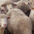 "Orgoglio Ovino. Sanità e benessere "