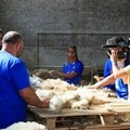 Raccolta di lana in aumento sul Parco dell'Alta Murgia