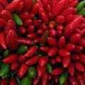 Mostra di peperoncini