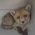Altamura: cucciolo di volpe messo in salvo