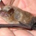 A spasso coi pipistrelli