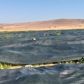 Caldo: ad Altamura pomodori “coperti” per non bruciarli al sole
