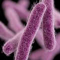 Il Ministero della Salute ritira 8 lotti di acqua "Cutolo Rionero ": a rischio contaminazione da Pseudomonas Aeruginosa