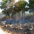 Incendio, 15 ettari di terra bruciata