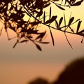 Dal 22 aprile, al via il Corso di Fotografia al Frantoio Raguso
