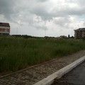 L'area verde di via Cassano sepolta dalle erbacce