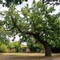 Natura: ad Altamura 8 alberi monumentali