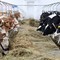 Abigeato: furto di vacche in un allevamento di Altamura