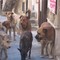Randagismo di cani e colonie feline: campagna di prevenzione