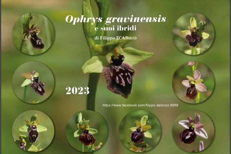 Calendario di orchidee