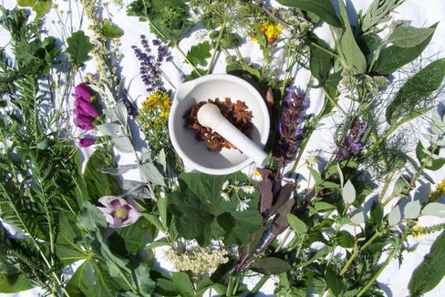 piante officinali