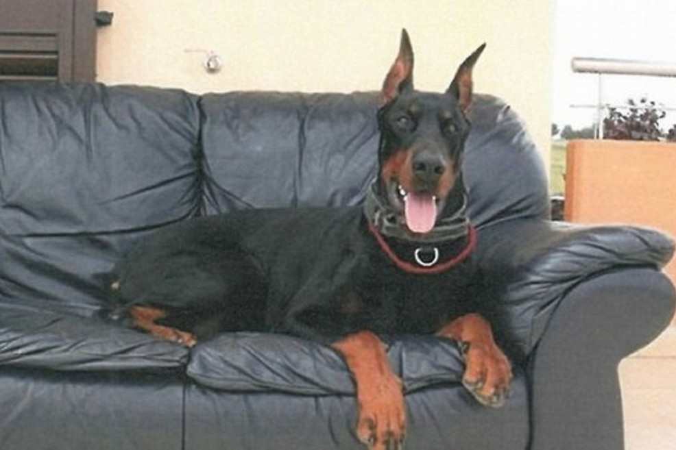 Dobermann