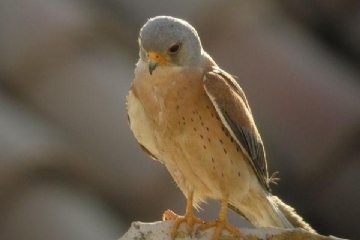 Falco Grillaio