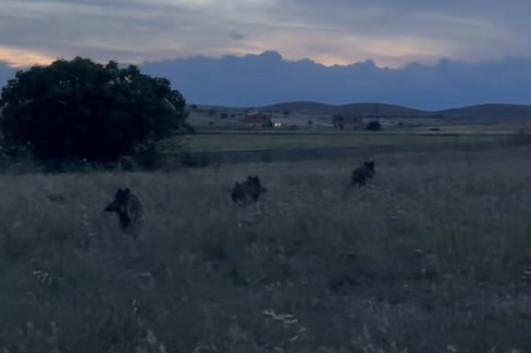 Cinghiali: emergenza senza fine